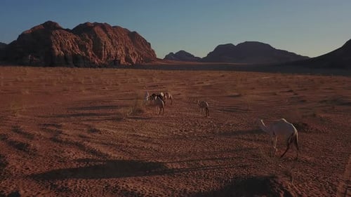 Bedouin Shepherd Herd Camels In the hot Desert of Wadi Rum, Jordan. 4K
