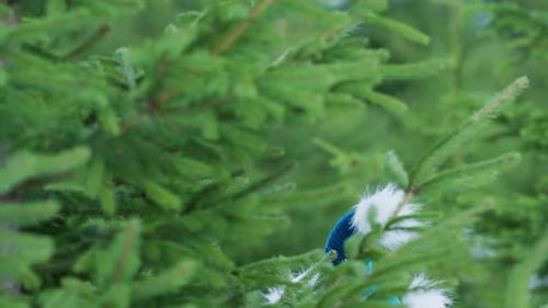 Elf Peeking Out From Behind Fir Tree Branches