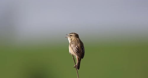 Small song bird Sedge warbler, Europe wildlife