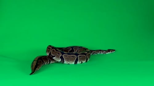 Royal Python o Python Regius sobre un fondo verde en el estudio