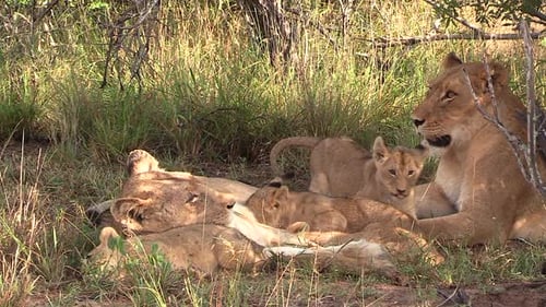 Close view of two lionesses resting on ground next to playful cubs