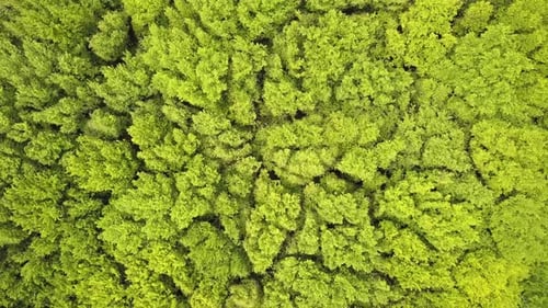 Aerial view of green forest with canopies of summer trees swaying in wind.