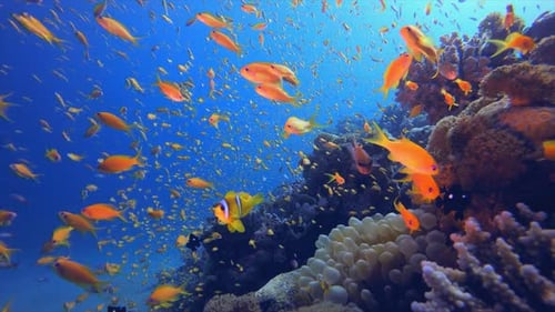 Underwater Clownfish and Sea Anemones