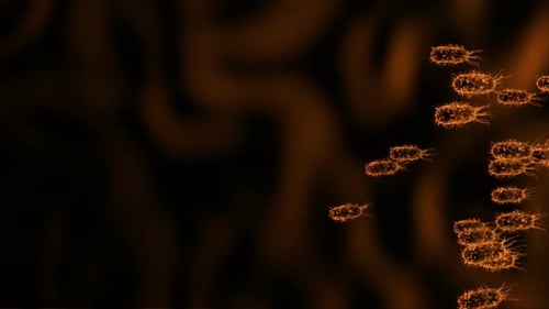 bacterias