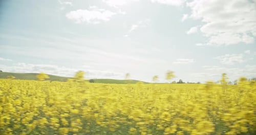 Toma panorámica de los ricos campos de canola en Dinamarca a plena luz del día