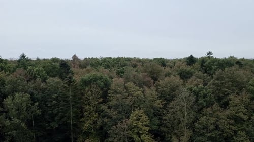 Drone Over Lush Green Trees In Forest