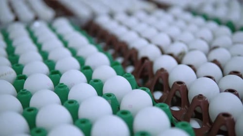Camera Move Along White Eggs in Package