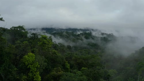 Aerial view over a tropical forest canopy with fog hanging over the tree crowns
