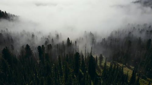 Aerial View of a Beautiful Summer Coniferous Forest Shrouded in Mist at Dawn