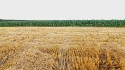Farmland With Harvested Wheat and Green Crops Aerial