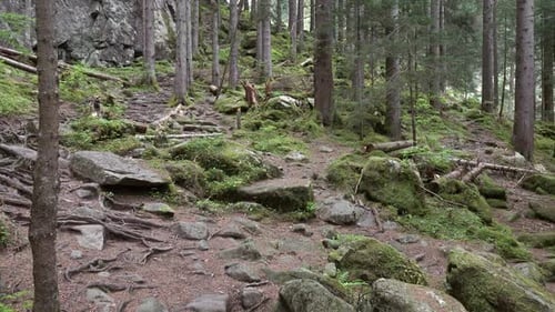 Bosque oscuro de montaña con rocas, Panorama