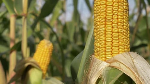 Closeup view on ready yellow corn on a field.