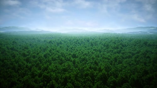 Camera Flying Over Windy Forest(Drone View) 4K 01