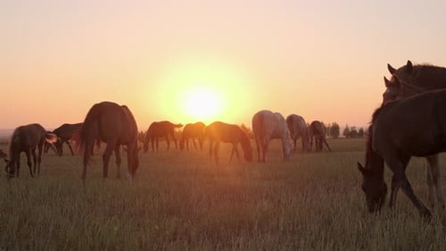 Sonnenuntergang auf dem Feld mit grasenden Pferden