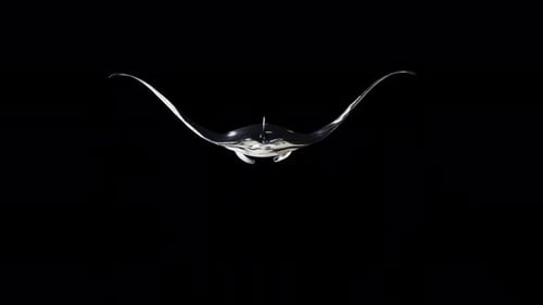 Manta Ray Fish Rückansicht