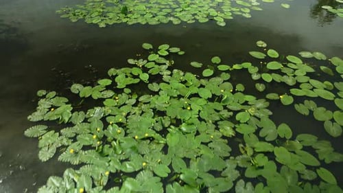 Yellow Water Lilies On The River In The City Park. Flying At Low Altitude. Aerial Photography