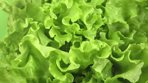 Turn Up Green Lettuce Lush Leaves Full of Vitamin Nutrient Ready for Cooking Garden Edible Plant