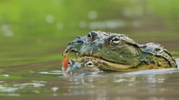 A pair of African giant bullfrogs mating in shallow water, South Africa ...