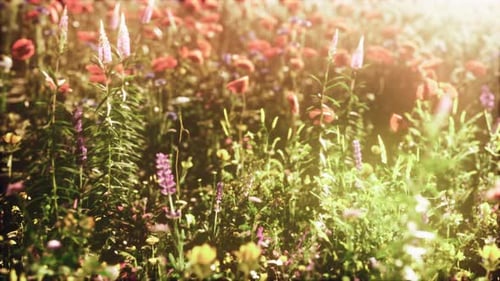 View of Beautiful Cosmos Flower Field in Sunset Time
