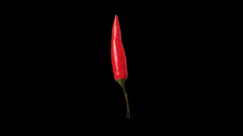 Red Chili Rotating With Alpha Channel