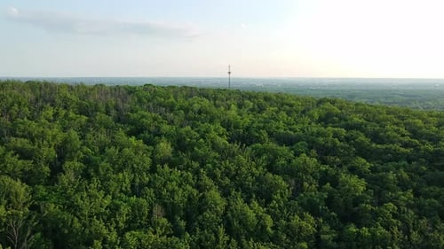 Aerial view, Treetops in a dense wild forest and a cell tower in the distance