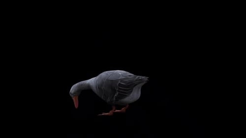 Goose Eat Back Side View