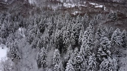 Aerial Forest view - Winter Landscape Aerial