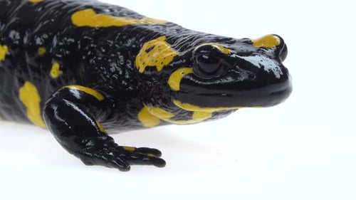 Close Up of Black and Yellow Spotted Salamander