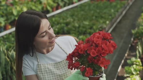 Woman Enjoys Red Flowers in Lush Greenhouse