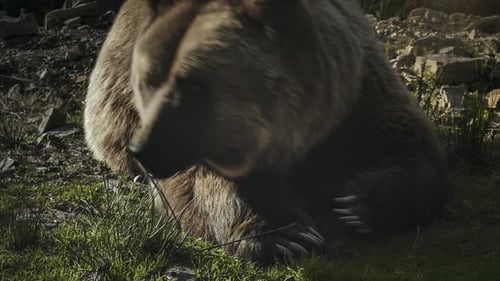 Resting Brown Bear in Natural Habitat