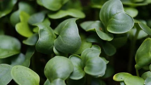 Plant Timeapse