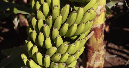 Bundles of Bananas Growing on a Green Tree. Bananas Growing on Tree.