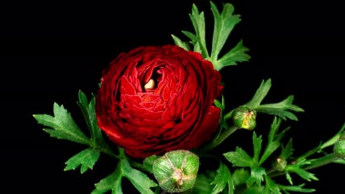 Time Lapse al abrir un ranúnculo de flores rojas sobre un fondo negro
