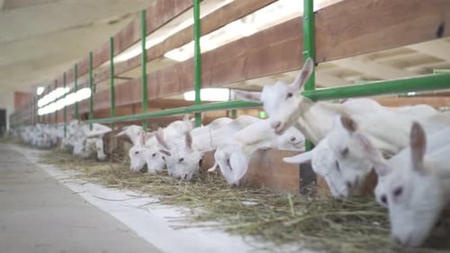 Goats Are Standing Behind a Fence of a Farm