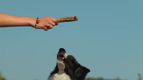Excited Dog Jumps for a Stick in Daylight