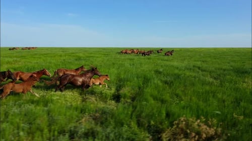 Des chevaux sauvages qui courent des Mustangs sauvages courent sur la magnifique poussière d'herbe verte sous les sabots