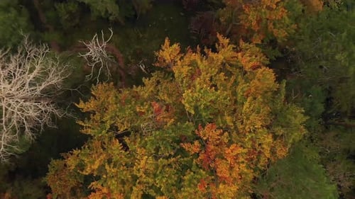Flying over in the autumn forest