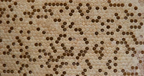 Close-up of Honeycomb and Bee Cells