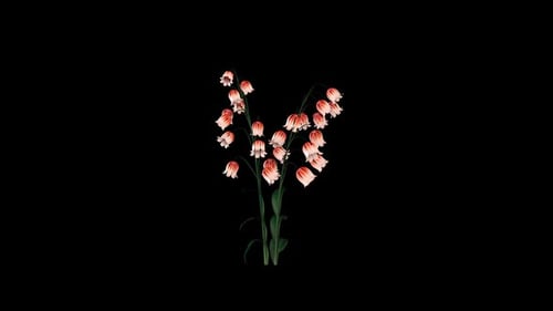 Wachsende rosa Bauchblumen