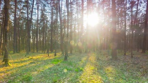Spring Forest