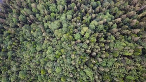 Dense deciduous fresh green forest in summer day - top down view
