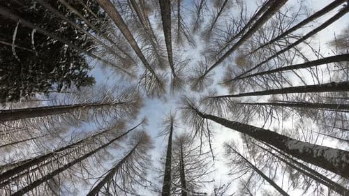 Winterwald in den Bergen vor blauem Himmelshintergrund. Verschneiter Wald, aufgenommen mit einem Fish-Eye-Objektiv
.