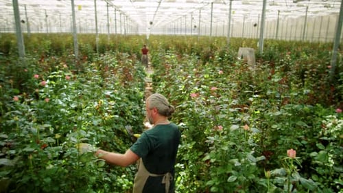 Adults Growing Pink Roses in Greenhouse