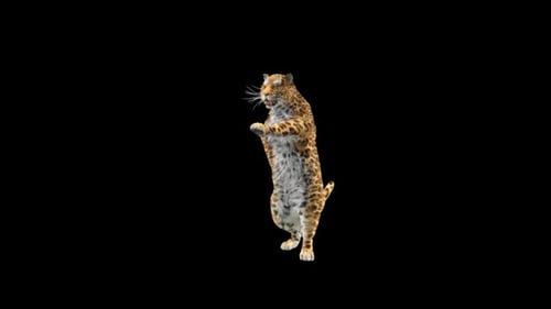 Leopard Dancing HD