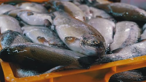 Frischer Seefisch im Eis auf der Theke des Seafood Market. Auf der Straße verkaufter Fisch.