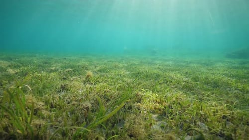 Unterwasseransicht von Seegraswiesen im blauen Ozean mit Sonnenstrahlen, die auf das Wasser scheinen