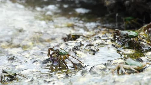 Crabs on the Rock at the Beach