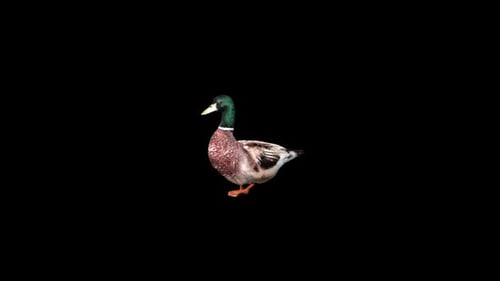 Duck Walk 1