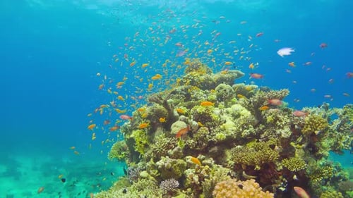 Tropical Fish on Vibrant Coral Reef