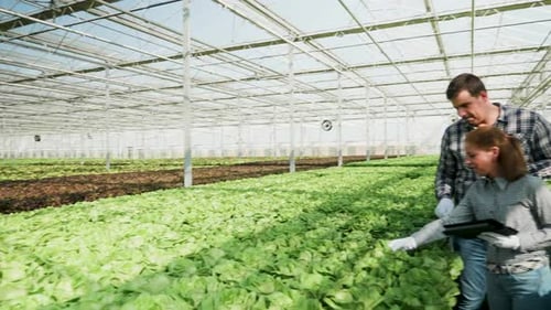 Experts in Agronomy in a Greenhouse Checking a Crop